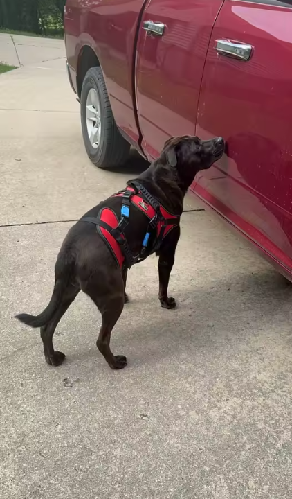 Harnais de Soutien pour Chien – Aide à la Mobilité 3-en-1