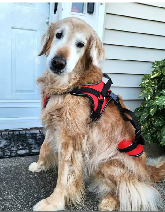 Harnais de Soutien pour Chien – Aide à la Mobilité 3-en-1