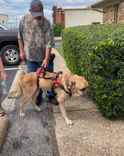 Harnais de Soutien pour Chien – Aide à la Mobilité 3-en-1