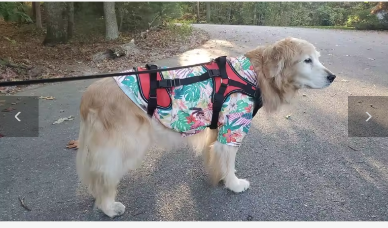 Harnais de Soutien pour Chien – Aide à la Mobilité 3-en-1